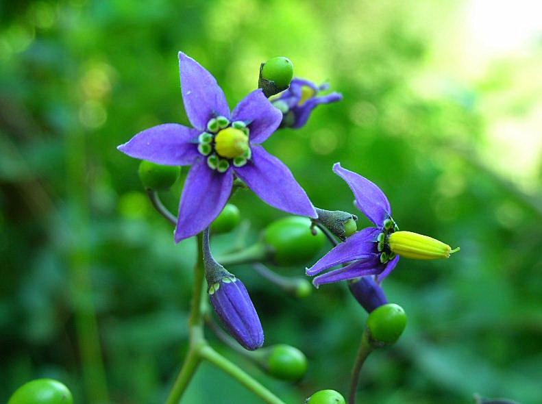 Solanum dulcamara / Morella rampicante